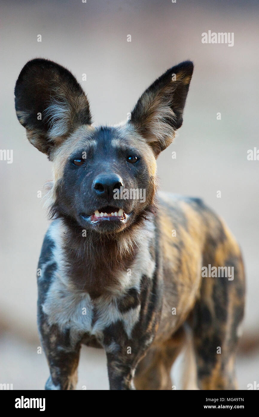 portrait of African Wild Dog (Lycaon pictus) looking straight at the camera Stock Photo