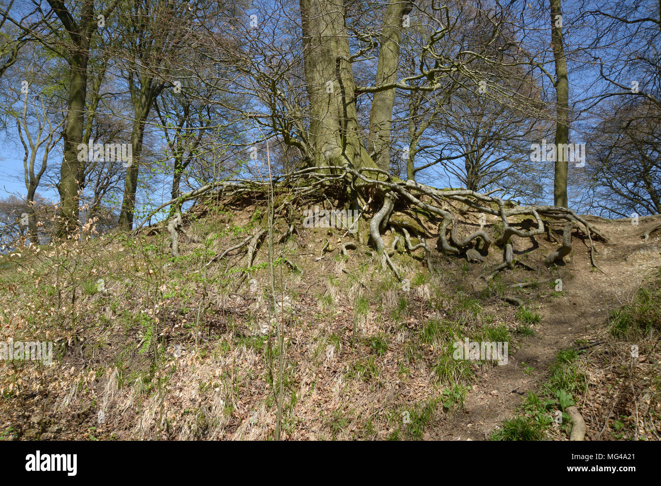 Tree with Exposed roots, Aston Rowant, woods. Stock Photo