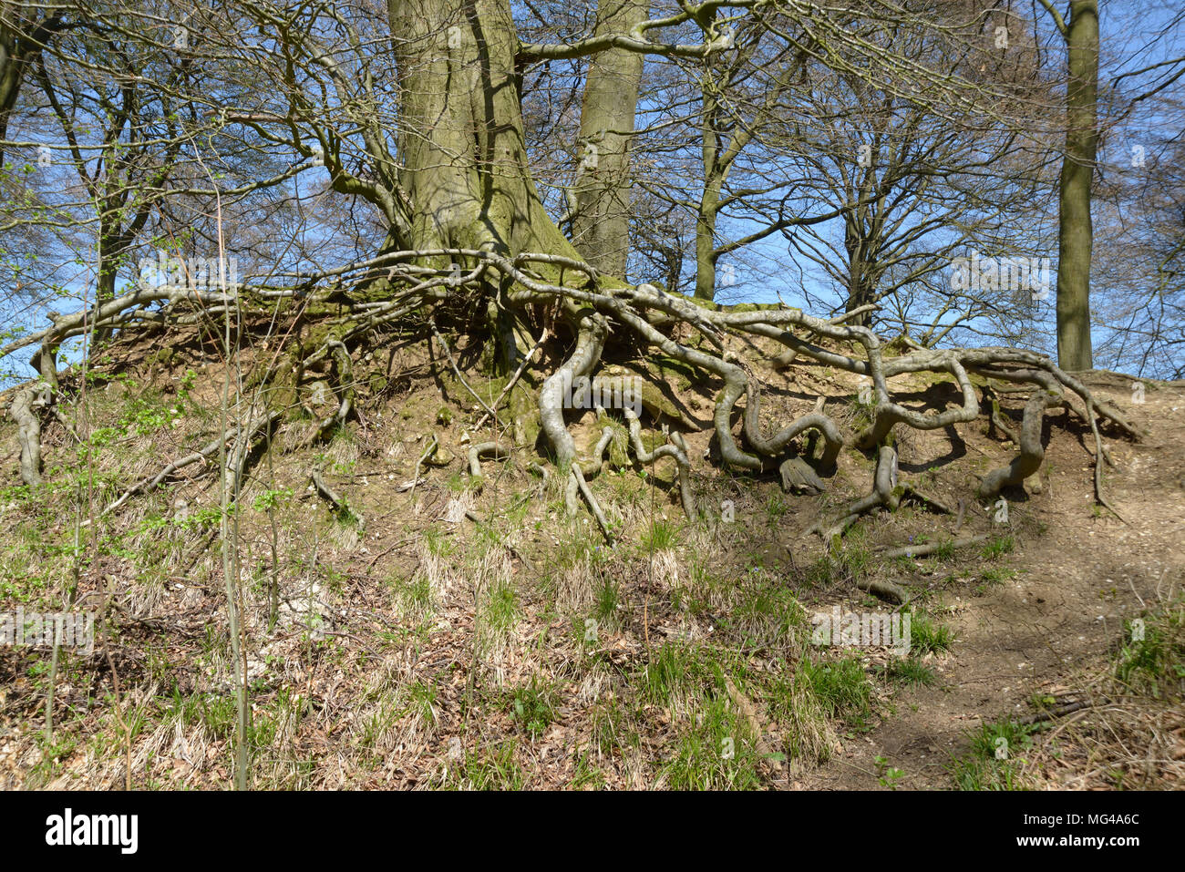 Tree with Exposed roots, Aston Rowant, woods. Stock Photo