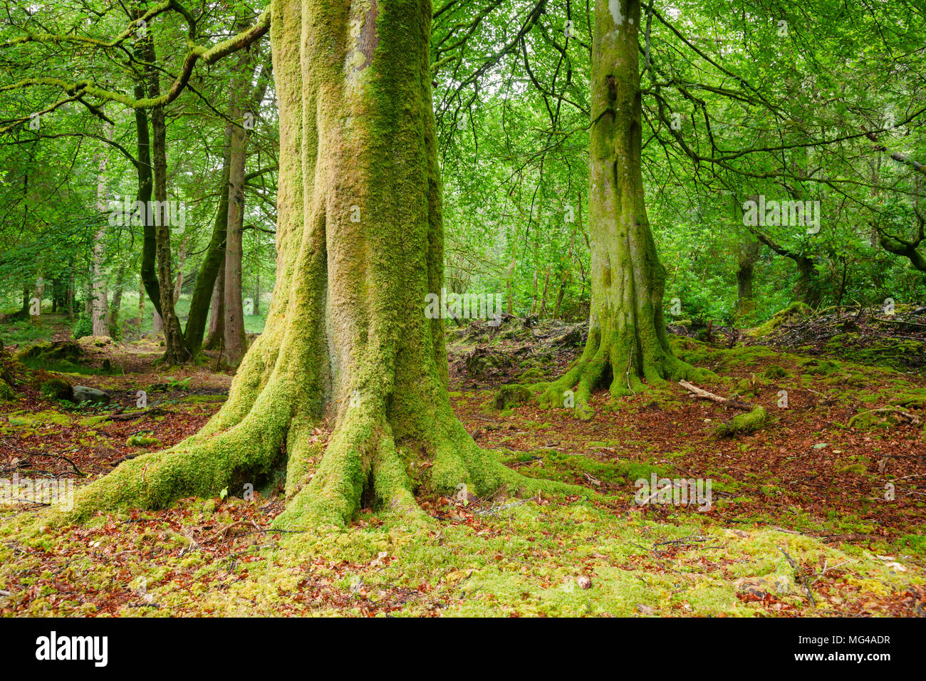 Woodland scene with moss covered trees in Scotland UK Stock Photo