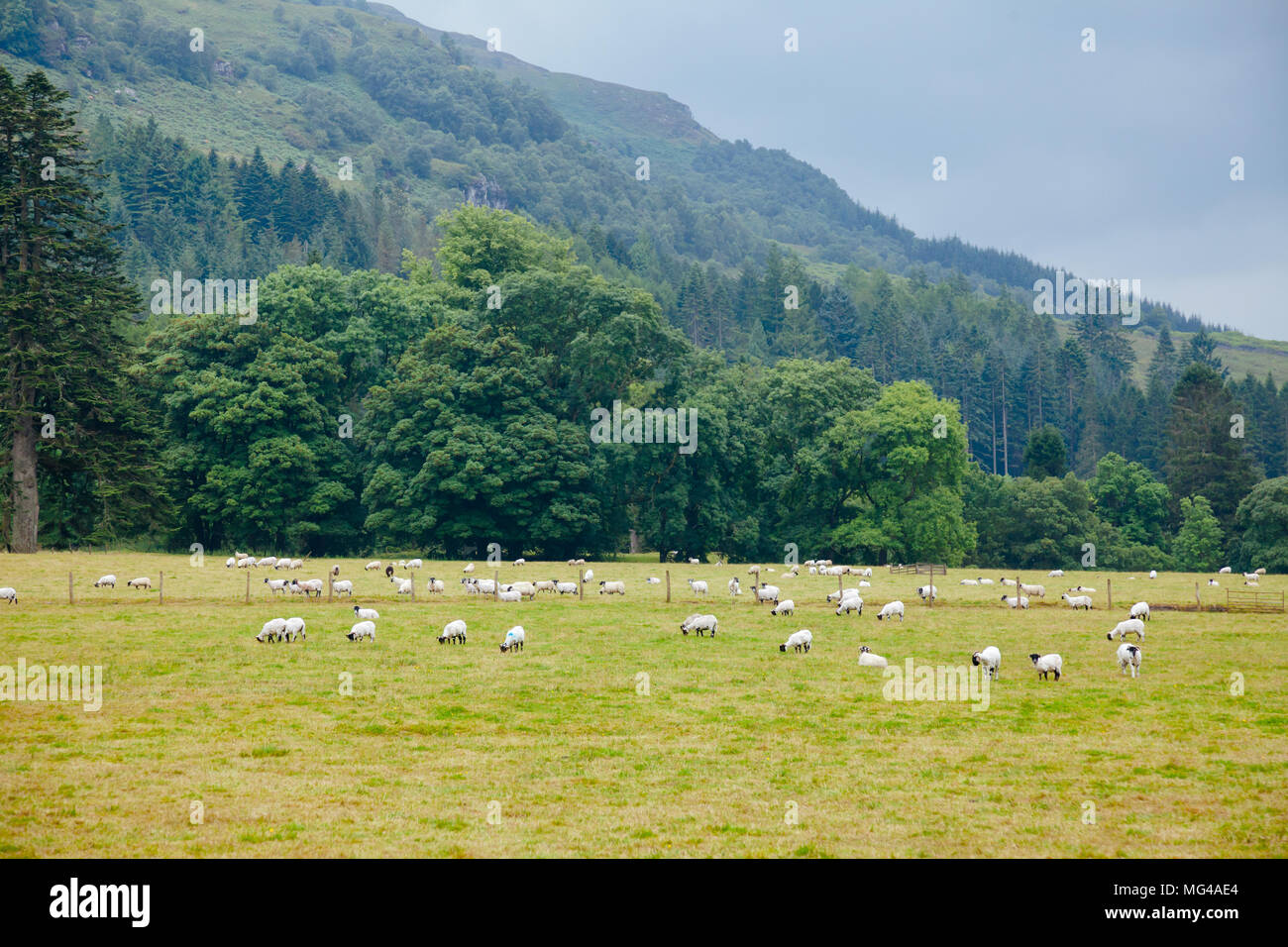 Goats grazing on pasture hi-res stock photography and images - Alamy