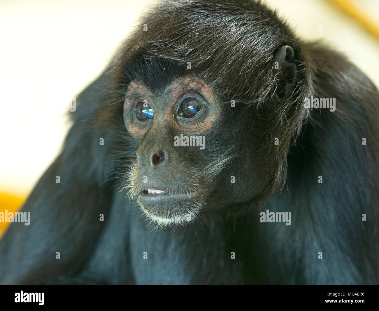 Black headed spider monkey  Ateles fusciceps Captive portrait Stock Photo