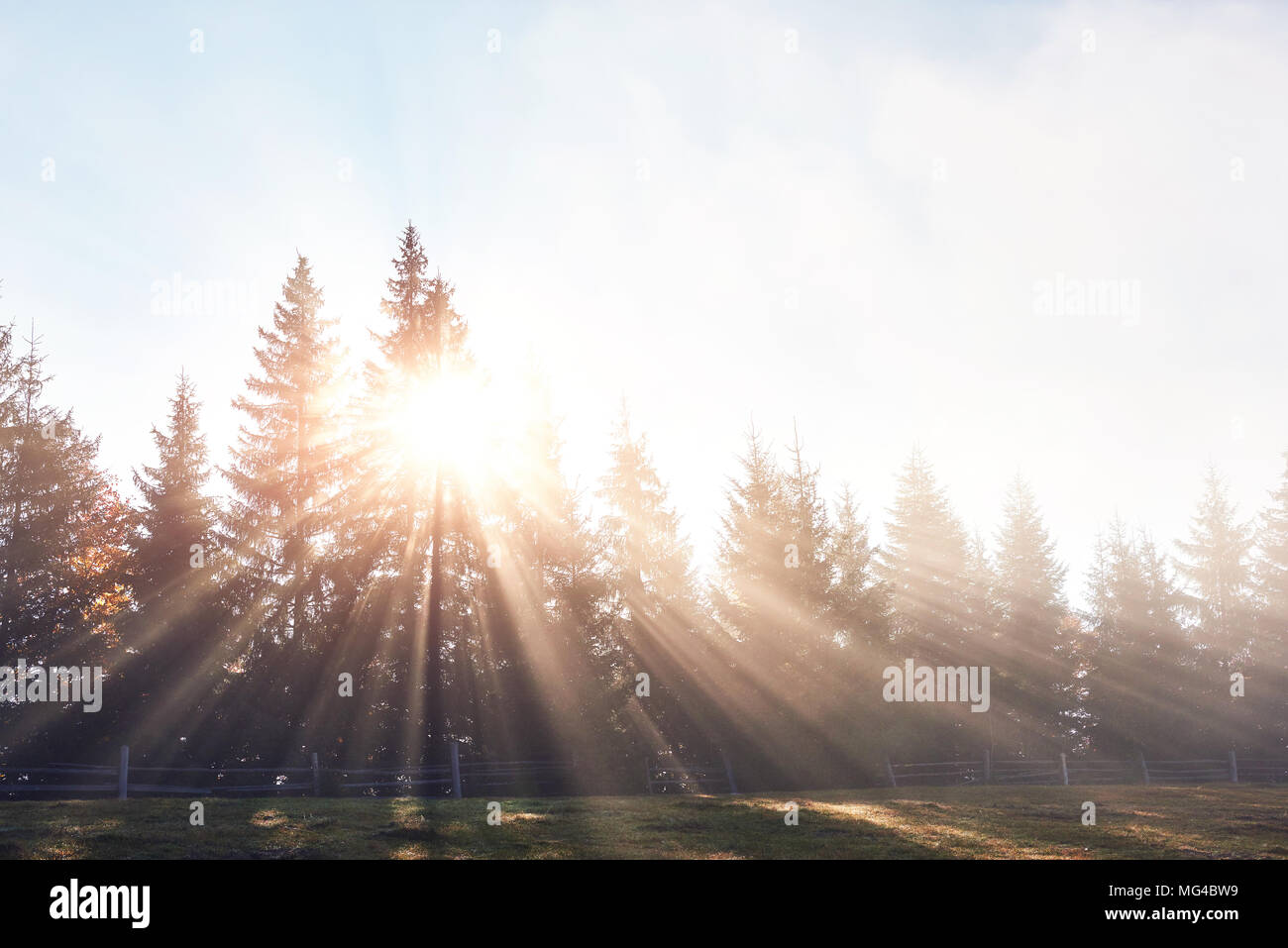 Beautiful morning fog and sunbeams in the autumn pine forest Stock ...