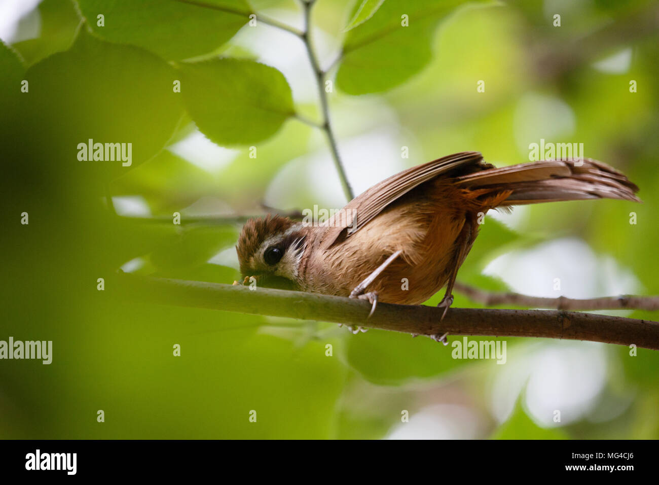 A bird is eating worms in a tree Stock Photo Alamy