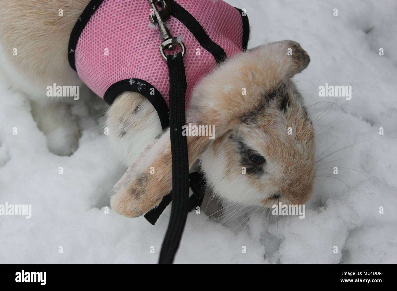 Snow, wintertime, oxfordshire Stock Photo