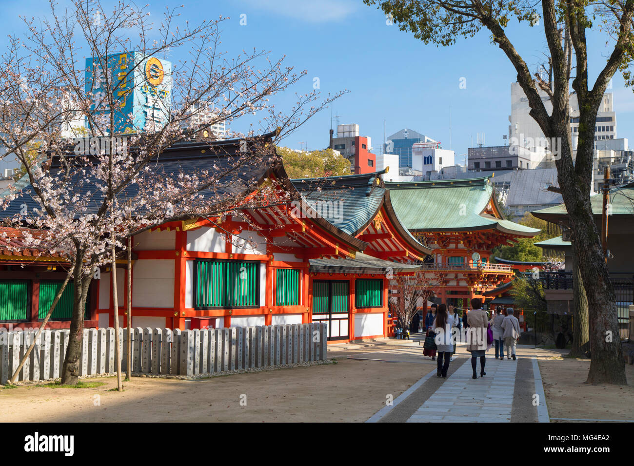Cherry blossom at Ikuta Jinja shrine, Kobe, Kansai, Japan Stock Photo