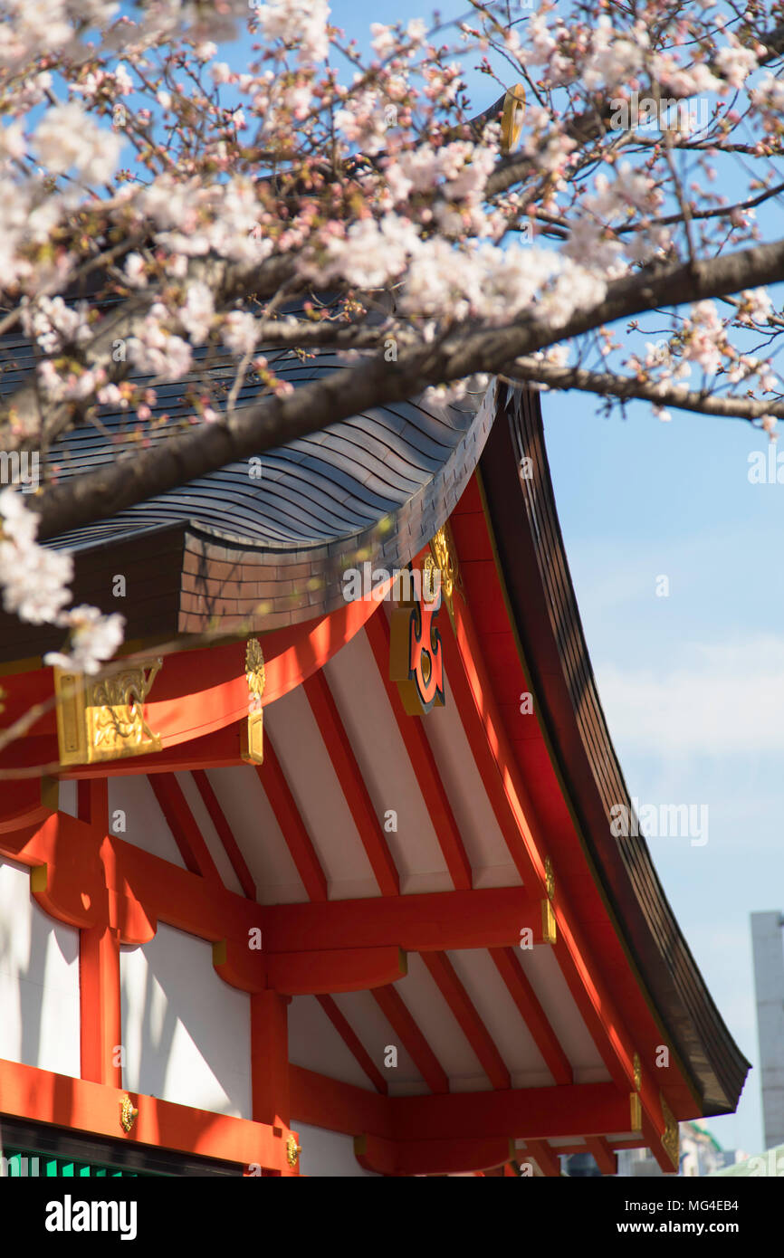 Cherry blossom at Ikuta Jinja shrine, Kobe, Kansai, Japan Stock Photo