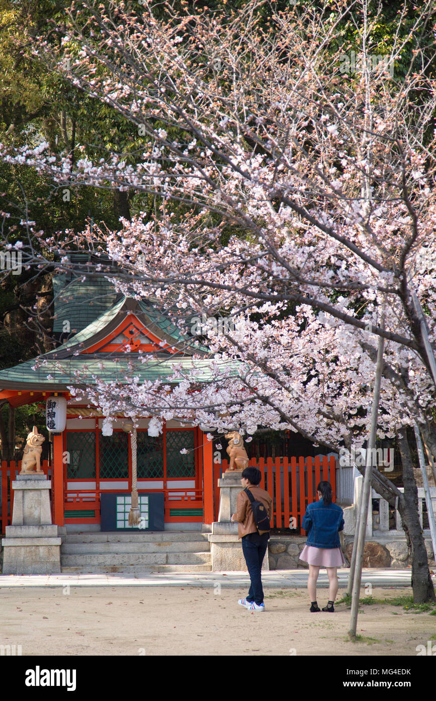 Cherry blossom at Ikuta Jinja shrine, Kobe, Kansai, Japan Stock Photo