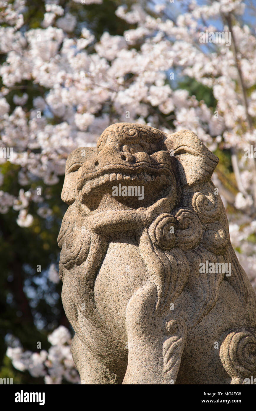 Cherry blossom and lion statue at Ikuta Jinja shrine, Kobe, Kansai, Japan Stock Photo