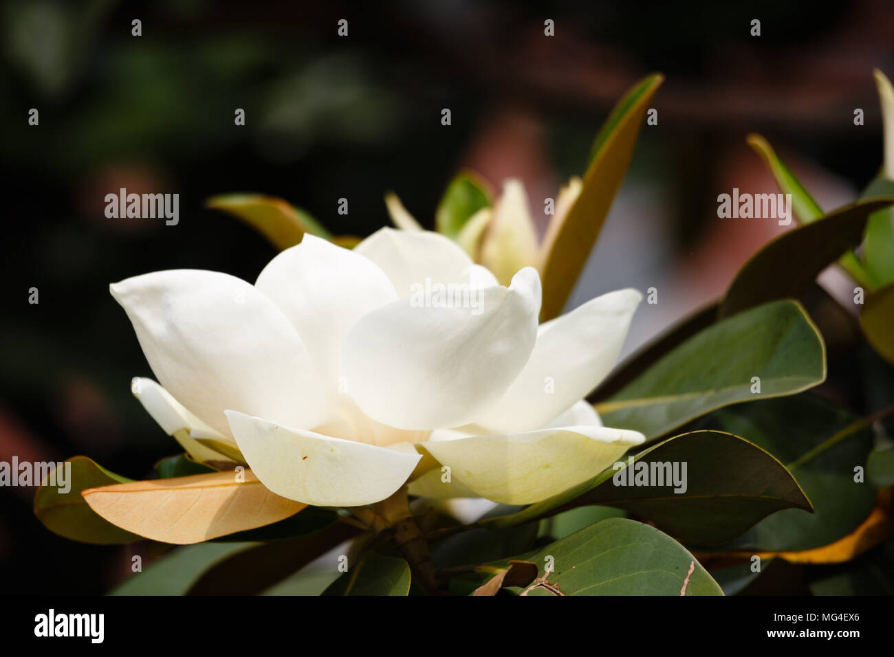 A blooming white magnolia flower Stock Photo