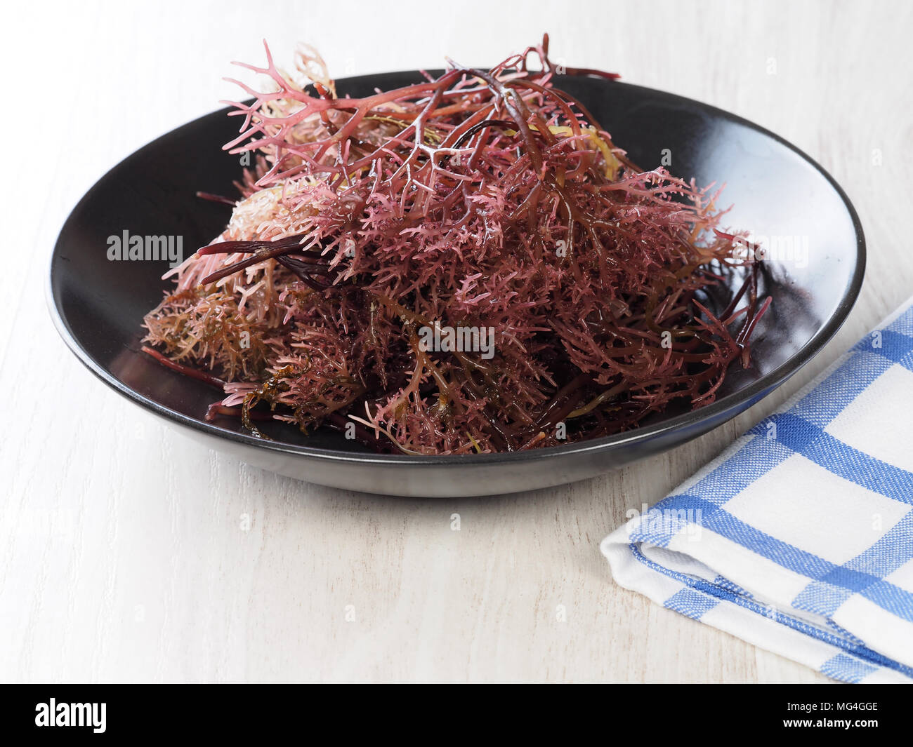 Gigartina Pistillata  Edible red seaweed in the family Gigartina. Binomial name: Gigartina Pistillata. Stock Photo