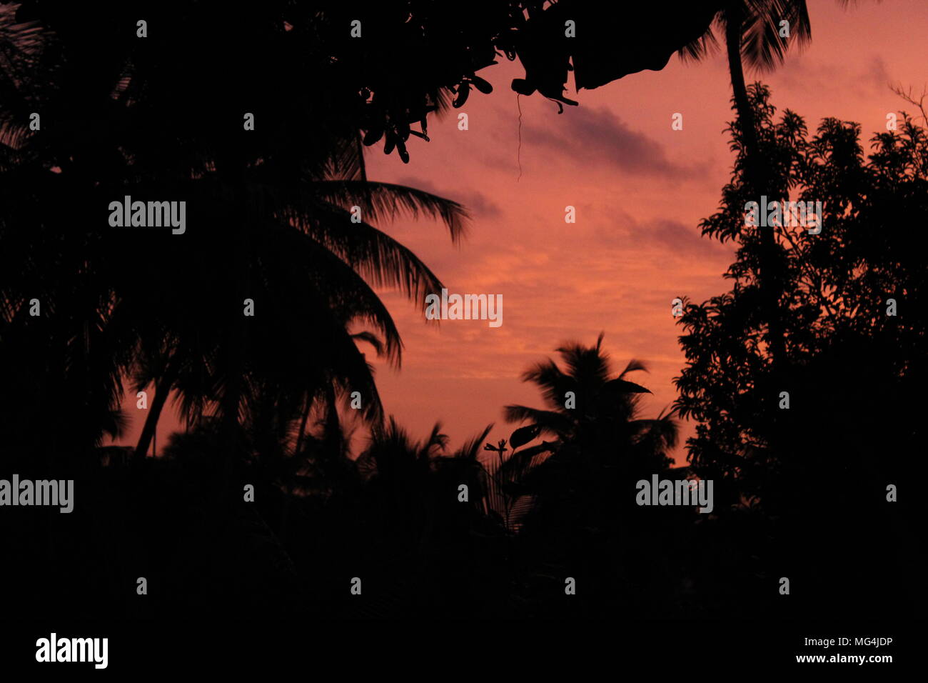 A dark orange look into the sunsets of South India at the end of golden hour. The cloudy sky perfectly bordered by the wild trees of mother Nature. Stock Photo