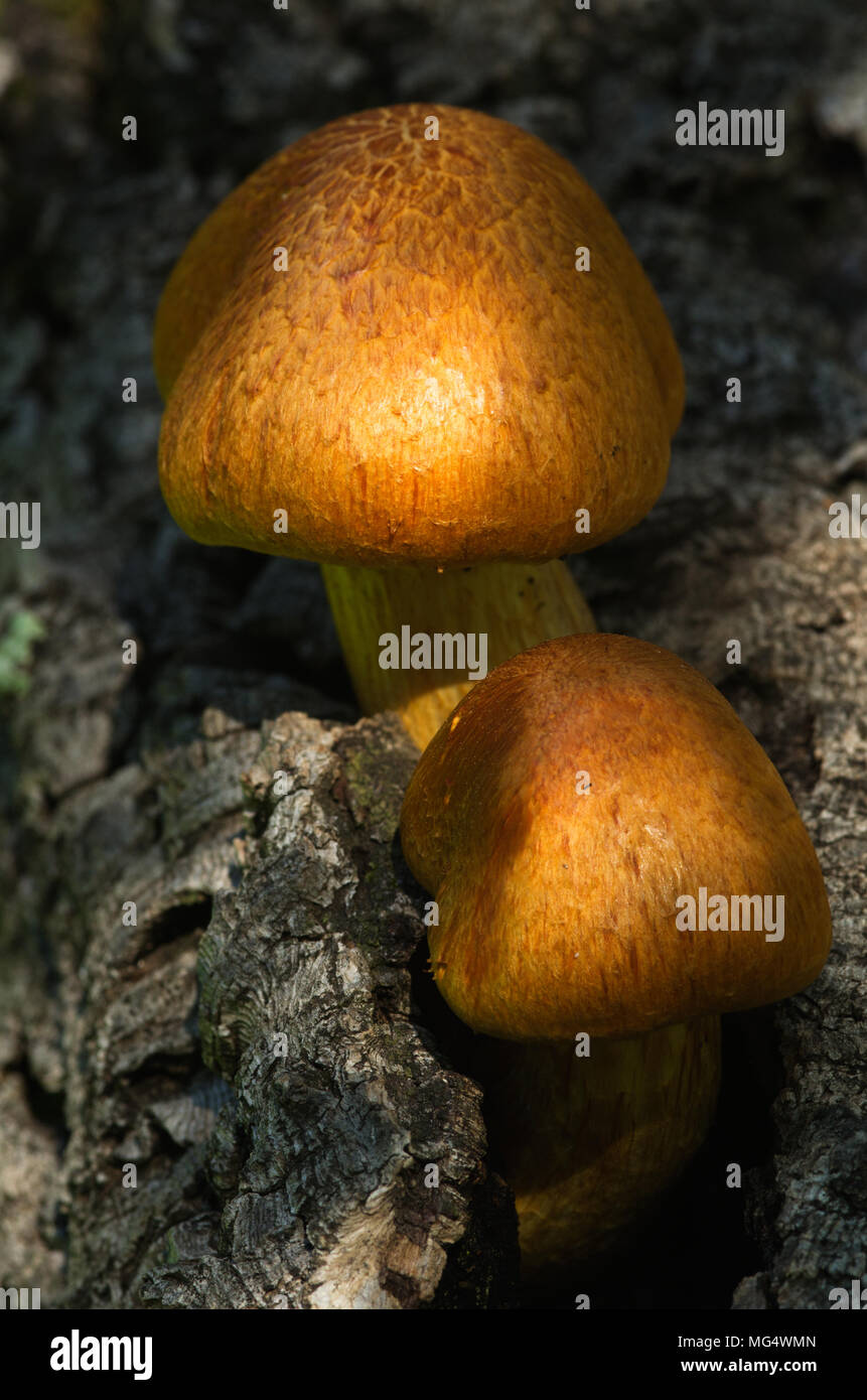 Close up on two young golden mushrooms (Gymnopilus suberis) growing on the crevices of a dead cork tree branch. Arrabida mountains, Portugal. Stock Photo