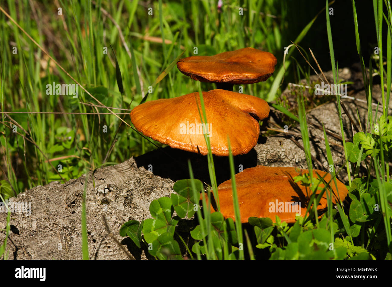 Three golden mushrooms (Gymnopilus suberis) growing on the crevices of a dead cork tree branch fallen into a green weeds field. Arrabida mountains, Po Stock Photo