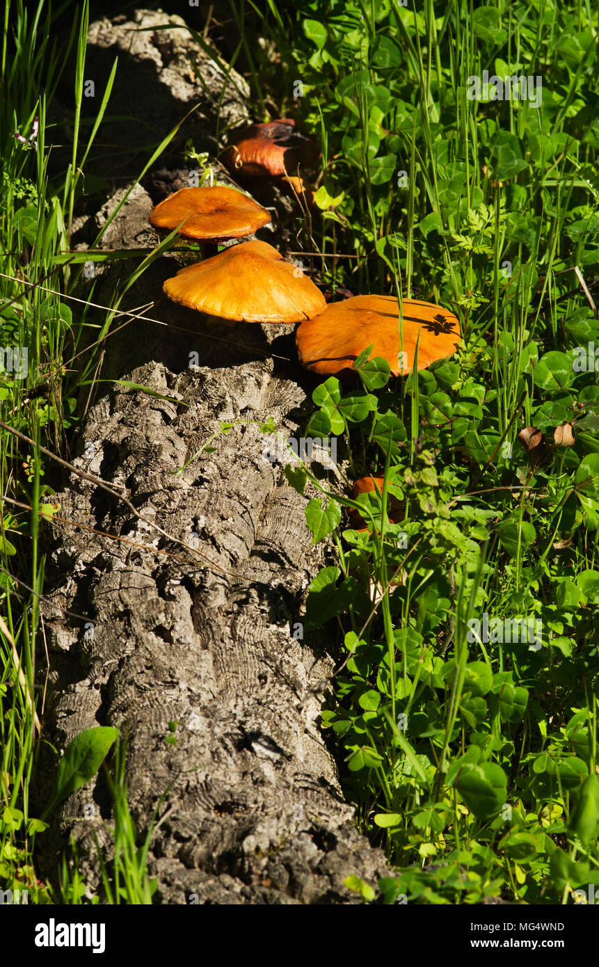 Fallen cork tree log in a green weeds field with yellow golden saprotrophic mushrooms (Gymnopilus suberis) growing from its crevices. Arrabida mountai Stock Photo