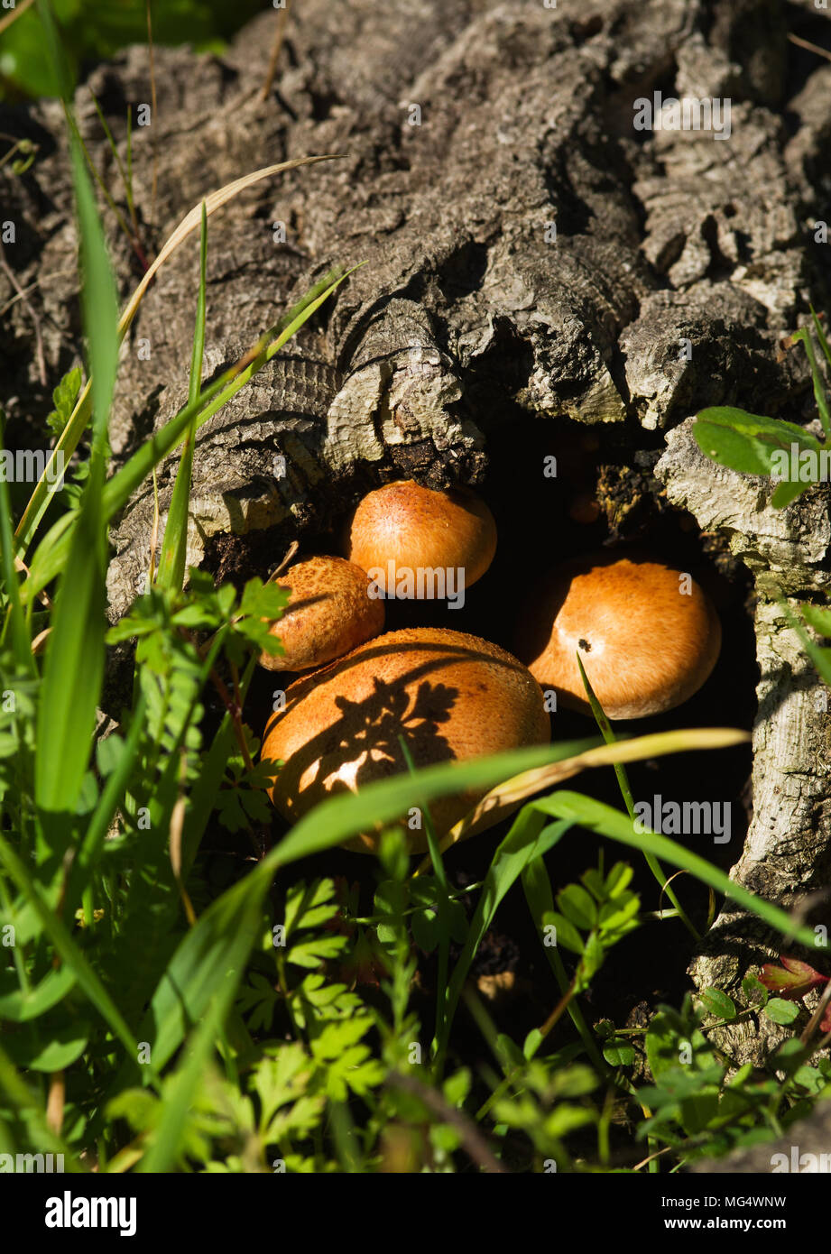 Rounded golden mushrooms (Gymnopilus suberis) growing inside of a dead cork tree log fallen into a green weeds field. Arrabida mountains, Portugal. Stock Photo