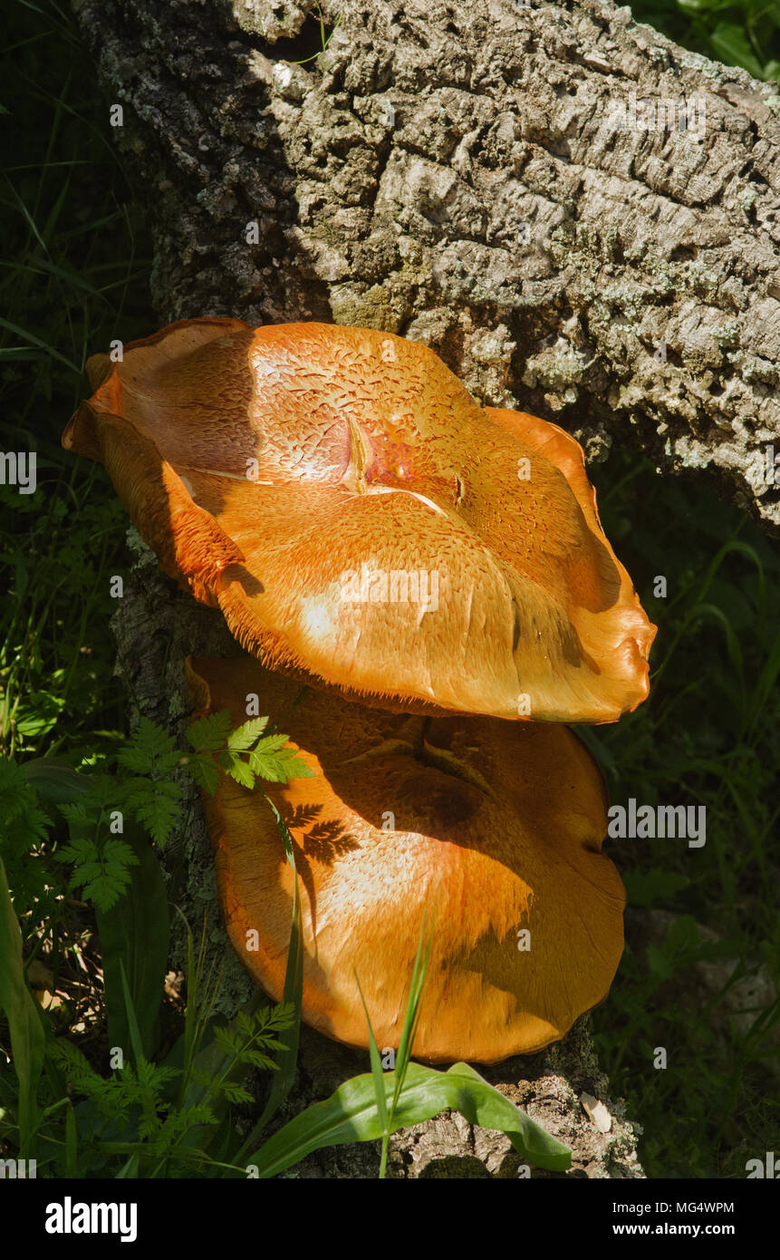 Two huge and open golden mushrooms (Gymnopilus suberis) growing on the crevices of a dead cork tree log. Arrabida mountains, Portugal. Stock Photo