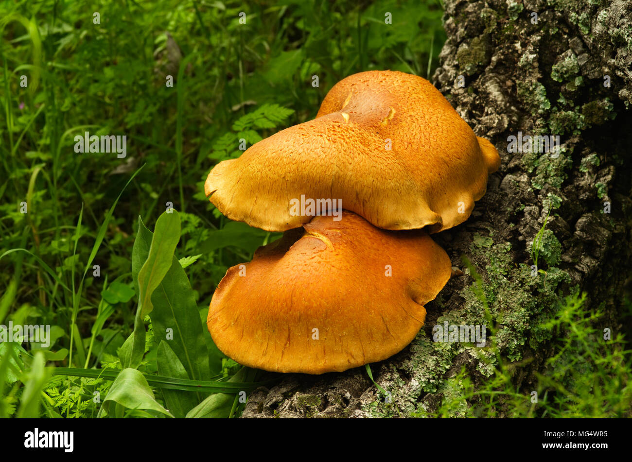Lateral view of two large golden mushrooms (Gymnopilus suberis) growing on the crevices of a dead cork tree log against. Arrabida mountains, Portugal. Stock Photo