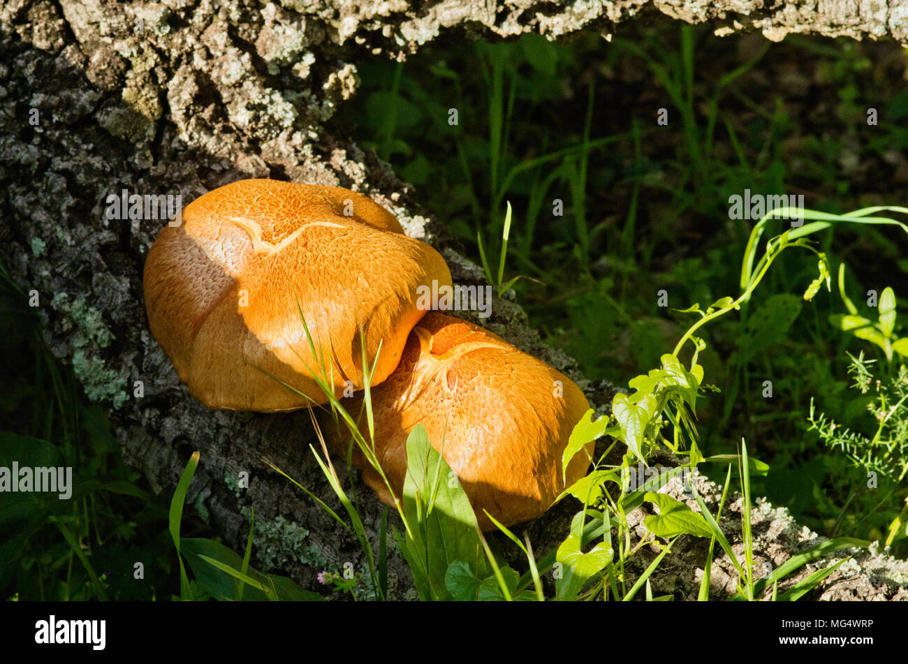 Two golden mushrooms (Gymnopilus suberis) growing on the crevices of a dead cork tree log. Arrabida mountains, Portugal. Stock Photo