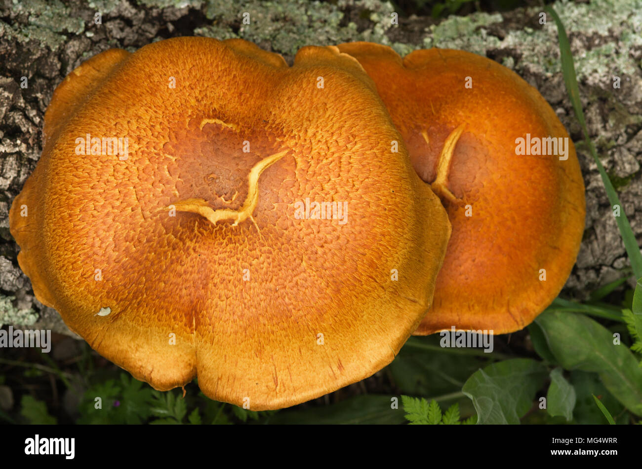 Overview of two large golden mushrooms (Gymnopilus suberis) growing on the crevices of a dead cork tree log. Arrabida mountains, Portugal. Stock Photo