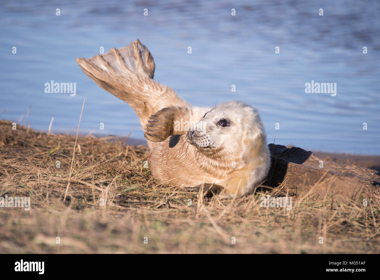 Donna Nook, Lincolnshire, UK – Nov 16: Newborn baby grey seal pup rolling about in the grass on 16 Nov 2016 at Donna Nook Seal Sanctuary, Lincolnshire Stock Photo