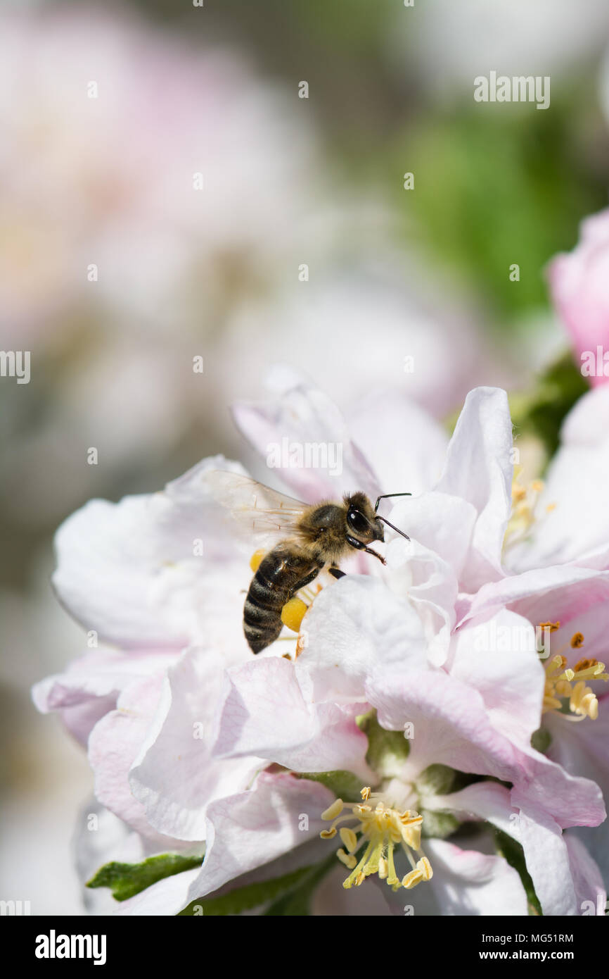 Bee collects pollen sitting on the apple tree flower Stock Photo