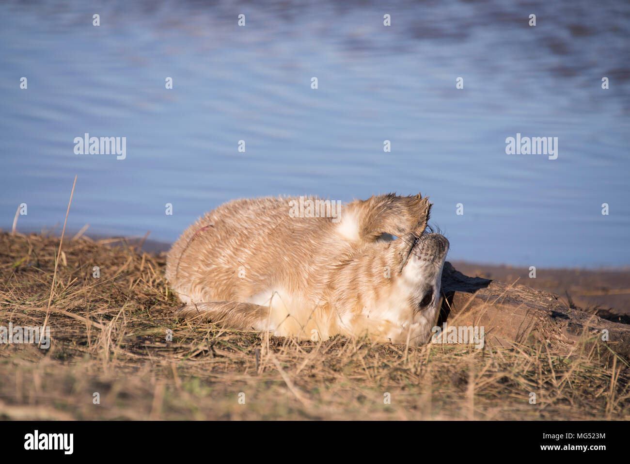 Donna Nook, Lincolnshire, UK – Nov 16: Newborn baby grey seal pup chewing at his claws lying in the grass on 16 Nov 2016 at Donna Nook Seal Sanctuary, Stock Photo