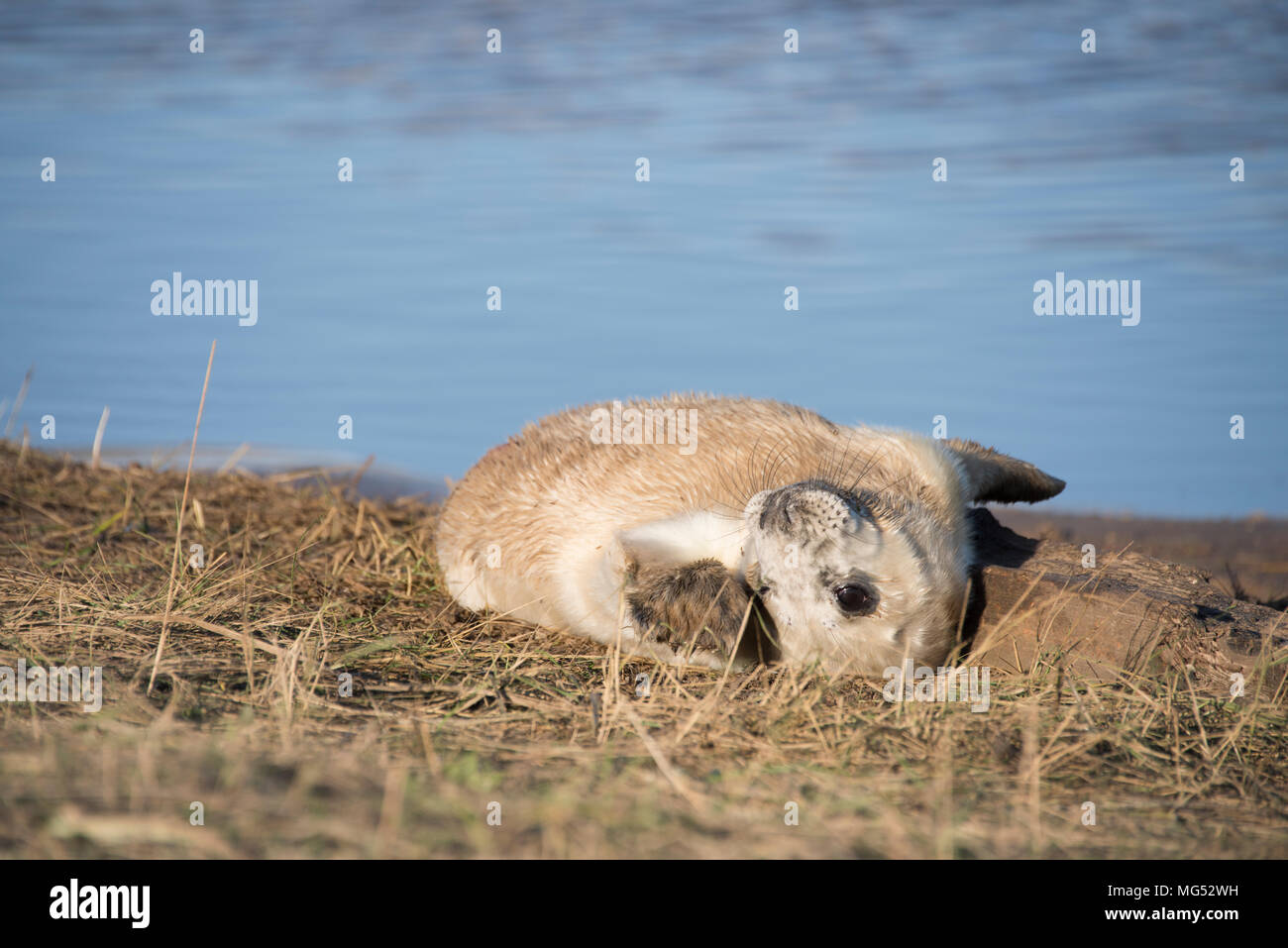 Donna Nook, Lincolnshire, UK – Nov 16: Newborn baby grey seal pup rolling about in the grass on 16 Nov 2016 at Donna Nook Seal Sanctuary, Lincolnshire Stock Photo