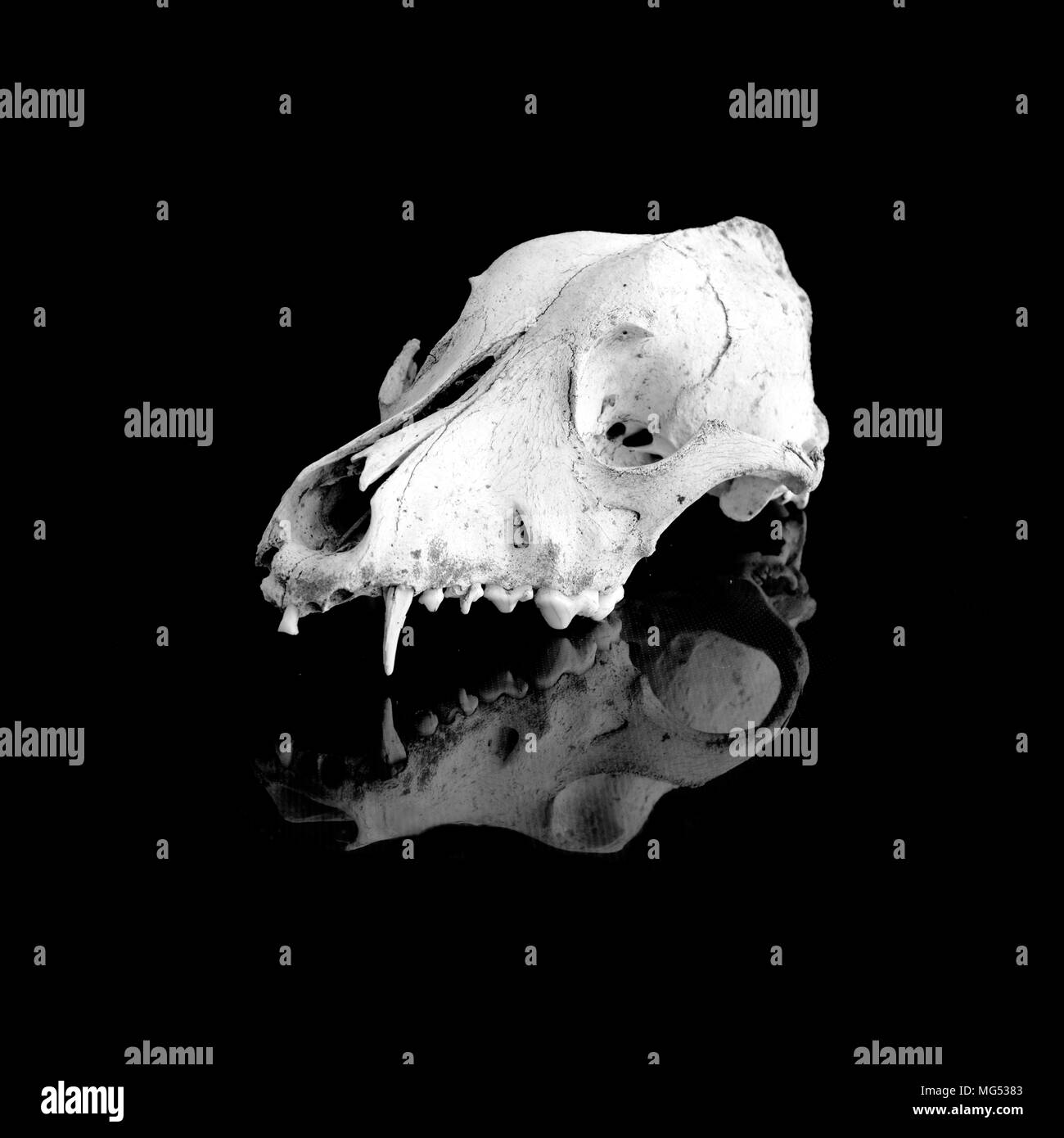 Animal Jaw Bone High Resolution Stock Photography and Images Alamy