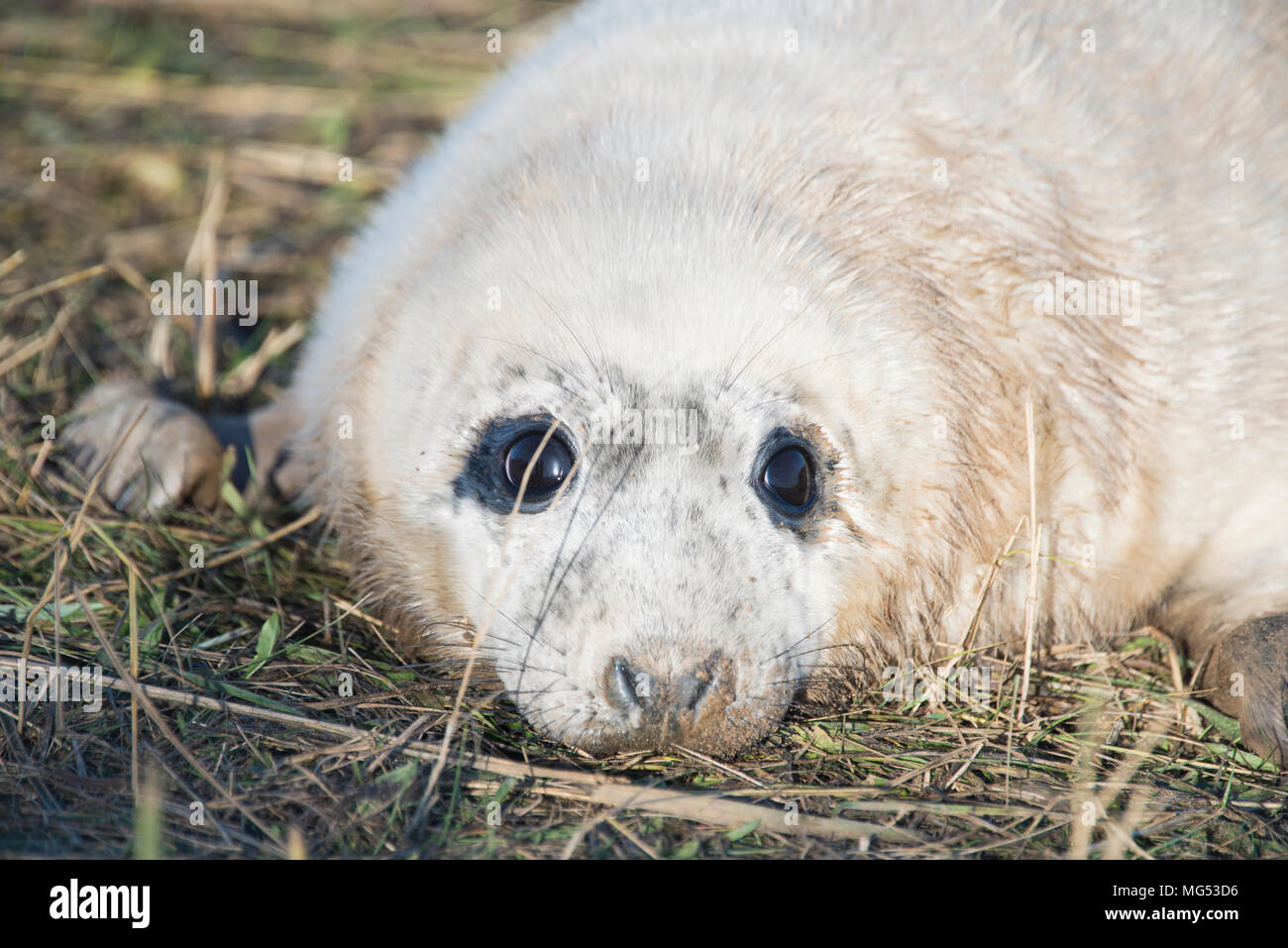 Donna Nook, Lincolnshire, UK – Nov 16 : Close up on the face of a cute fluffy newborn baby grey seal pup lying in the grass 16 Nov 2016 at Donna Nook  Stock Photo