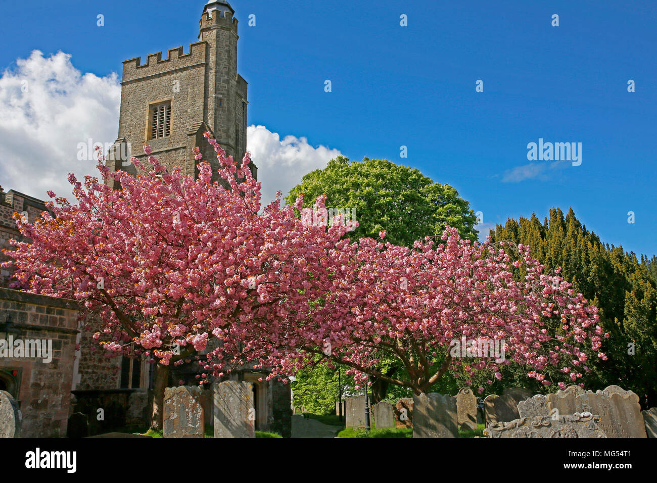 stunning cherry blossom in sunny churchyard Stock Photo