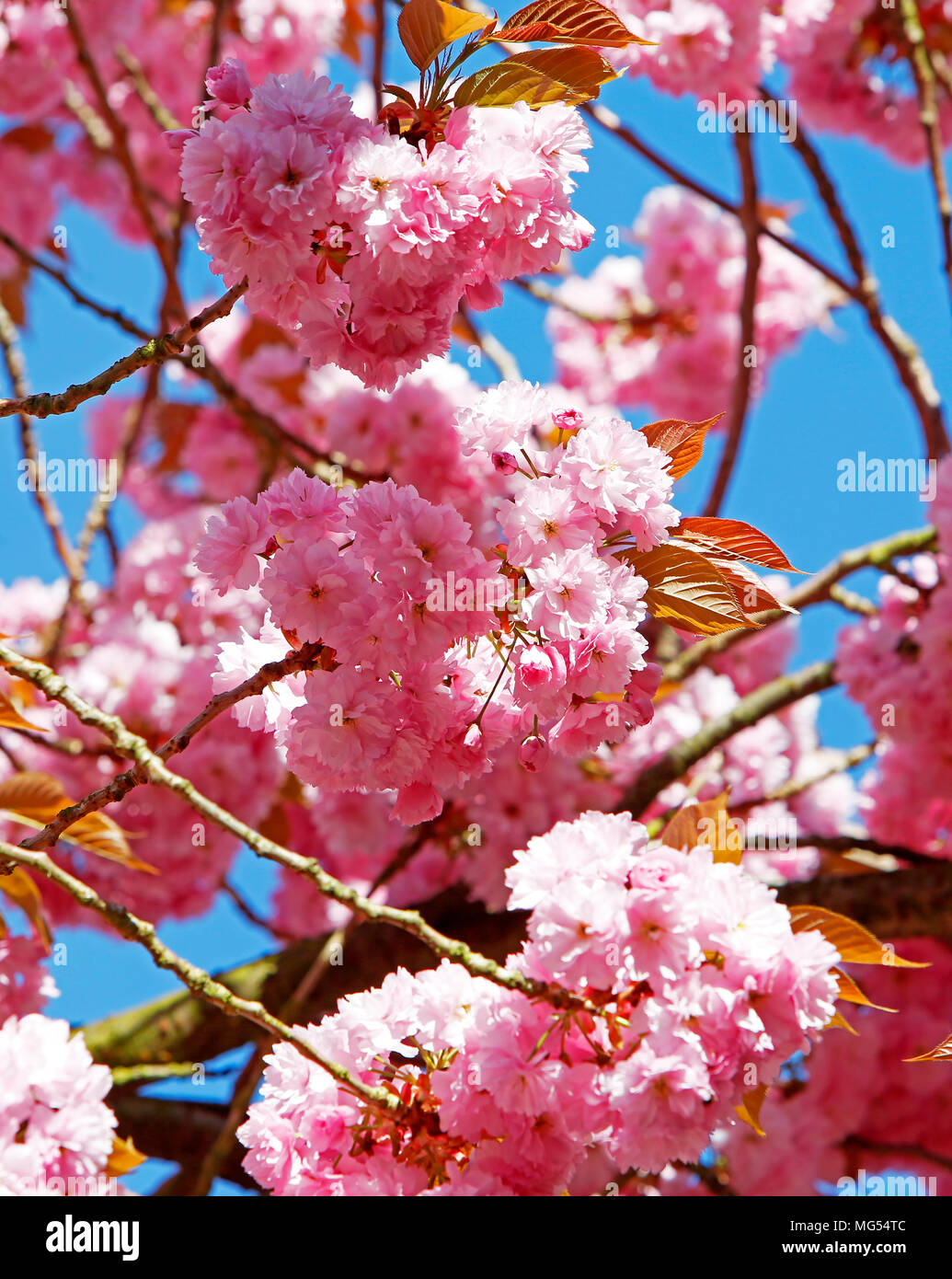 Cluster of cherry blossom hi-res stock photography and images - Alamy