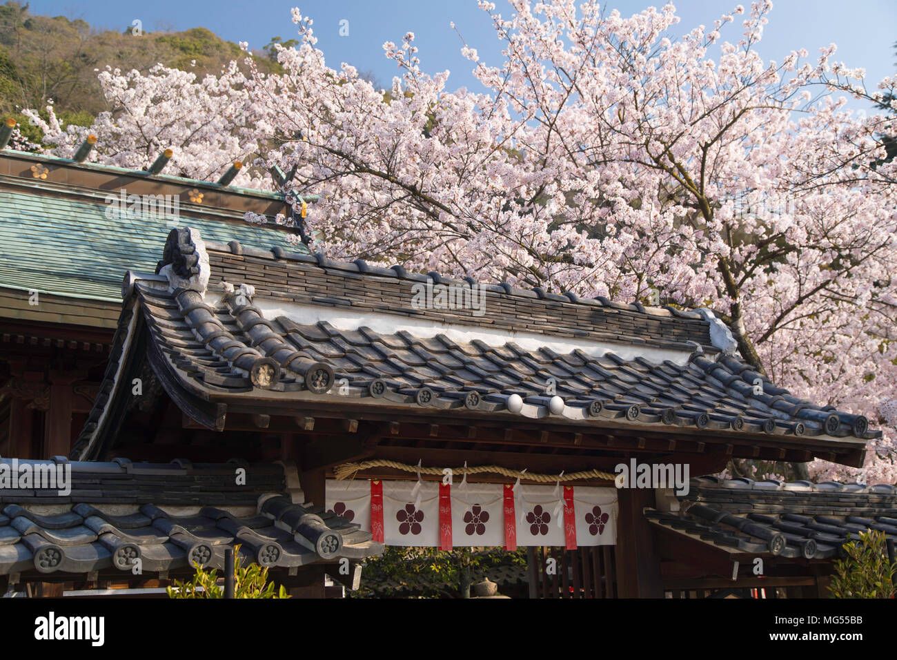 Cherry blossom at Kitano Tenman shrine, Kobe, Kansai, Japan Stock Photo