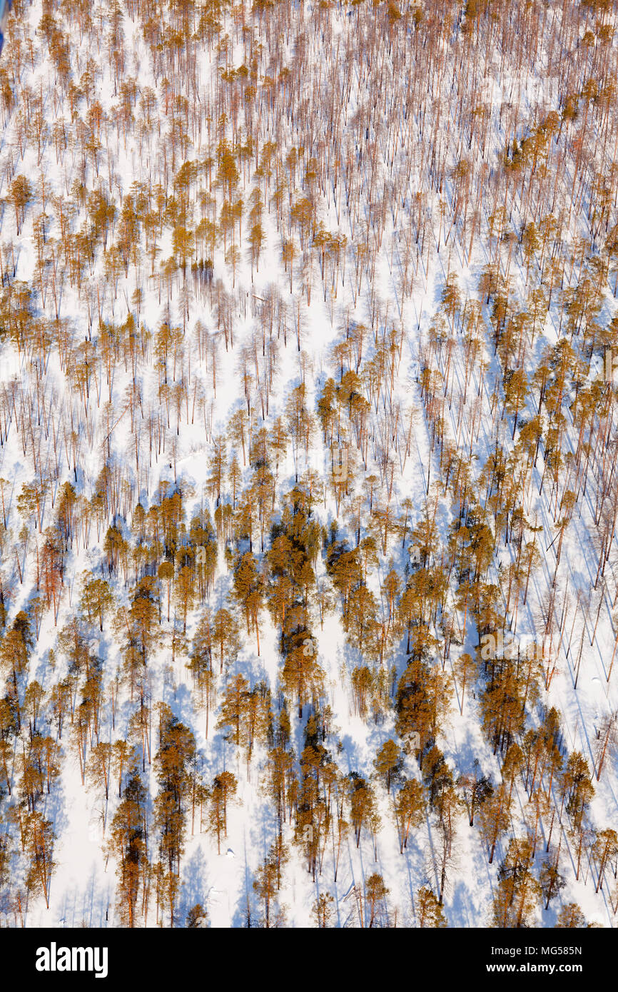 pine woodlands, top view Stock Photo Alamy