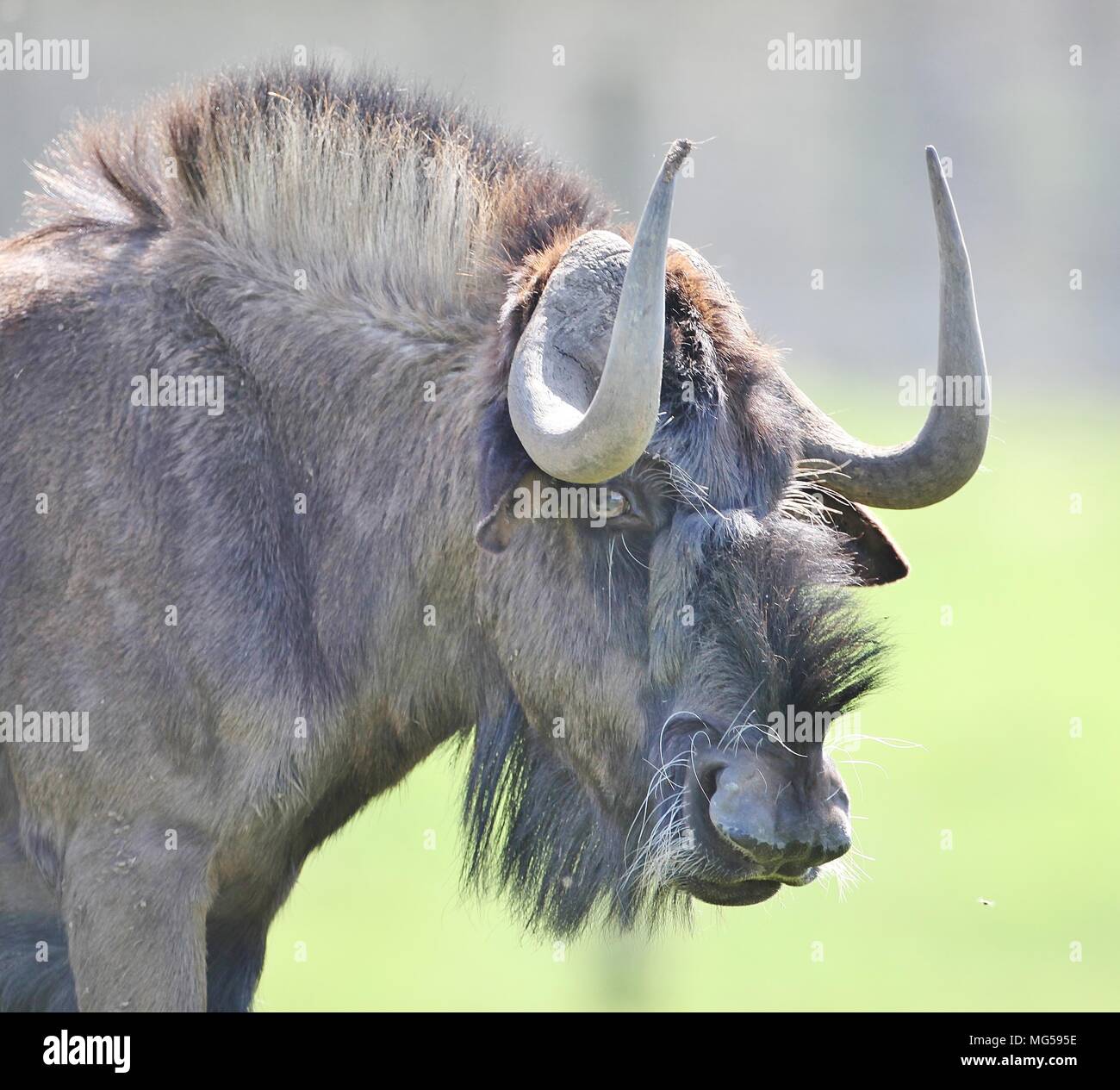 Wilderbeast Stock Photo 182055146 Alamy
