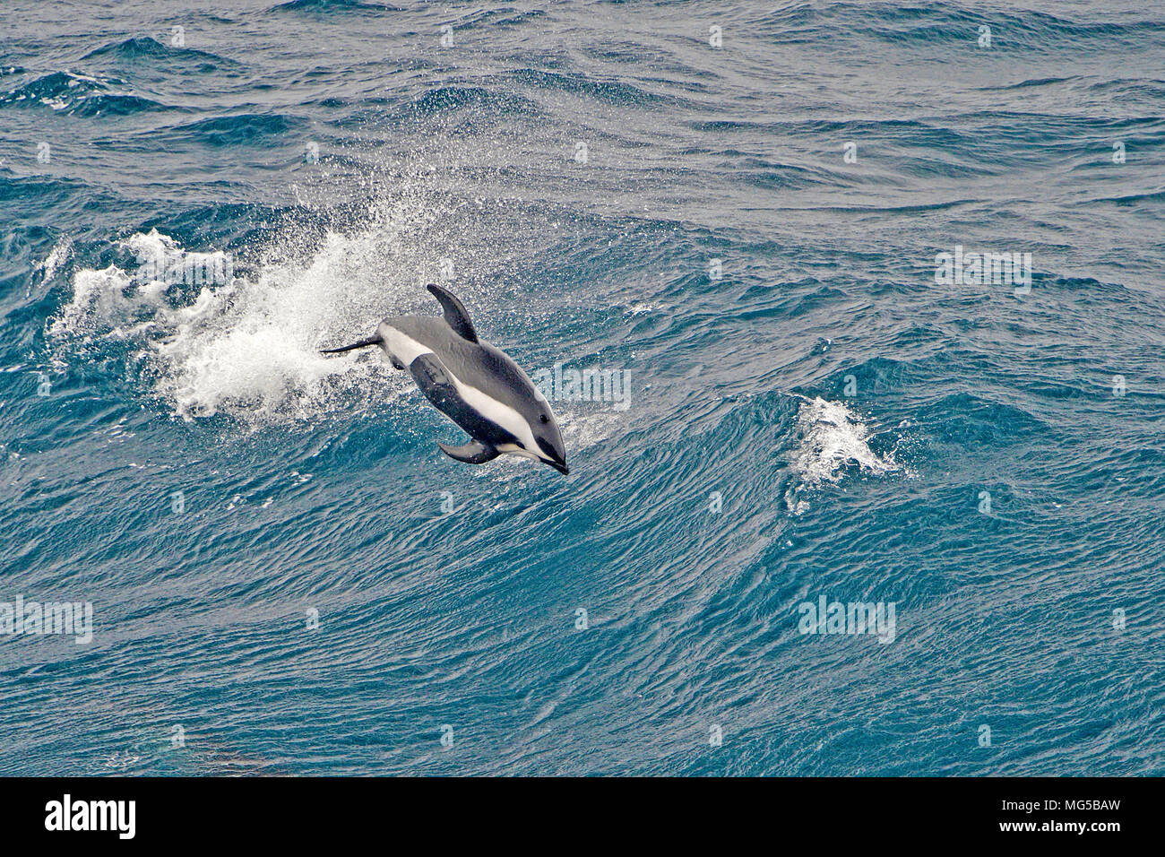 Hourglass Dolphin (Lagenorhynchus cruciger), leaping, South Georgia Stock Photo