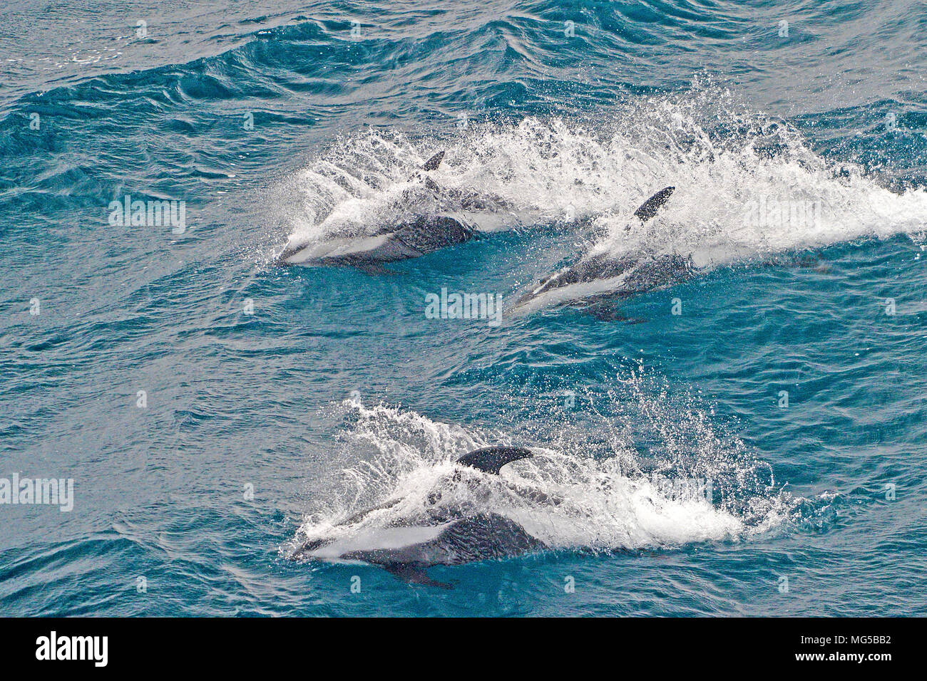 Hourglass Dolphins (Lagenorhynchus cruciger), surfing, South Georgia Stock Photo
