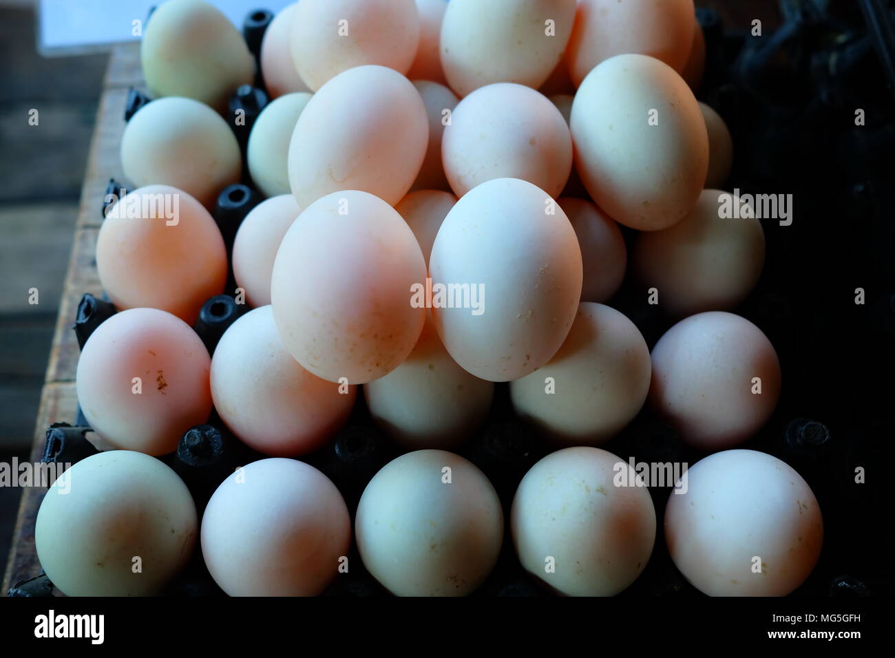 Fresh Duck Eggs in Plastic Egg Panel. Stock Photo