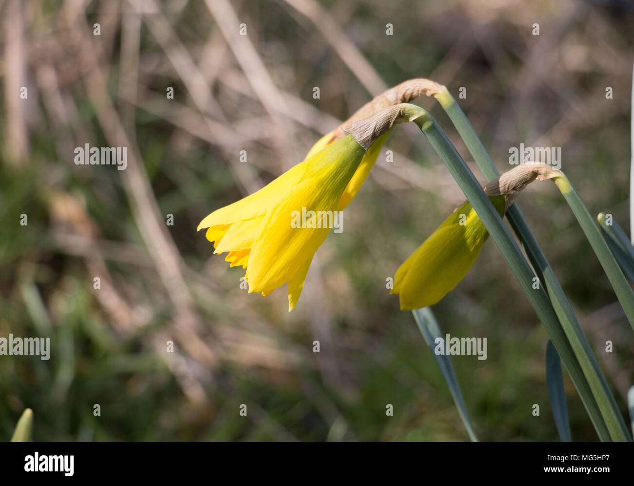 Yellow daffodil flower buds, Narcissus opening in the spring sunlight Stock Photo