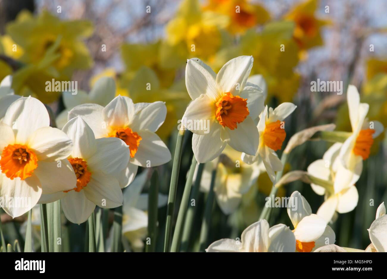 Yellow daffodils, Narcissus, flowering in the Shropshire spring sunshine Stock Photo