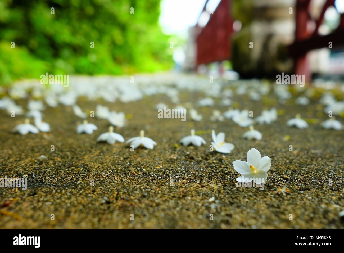 Closed-up White Wild Water Plum Flowers on Ground. (Selective Focus) Stock Photo