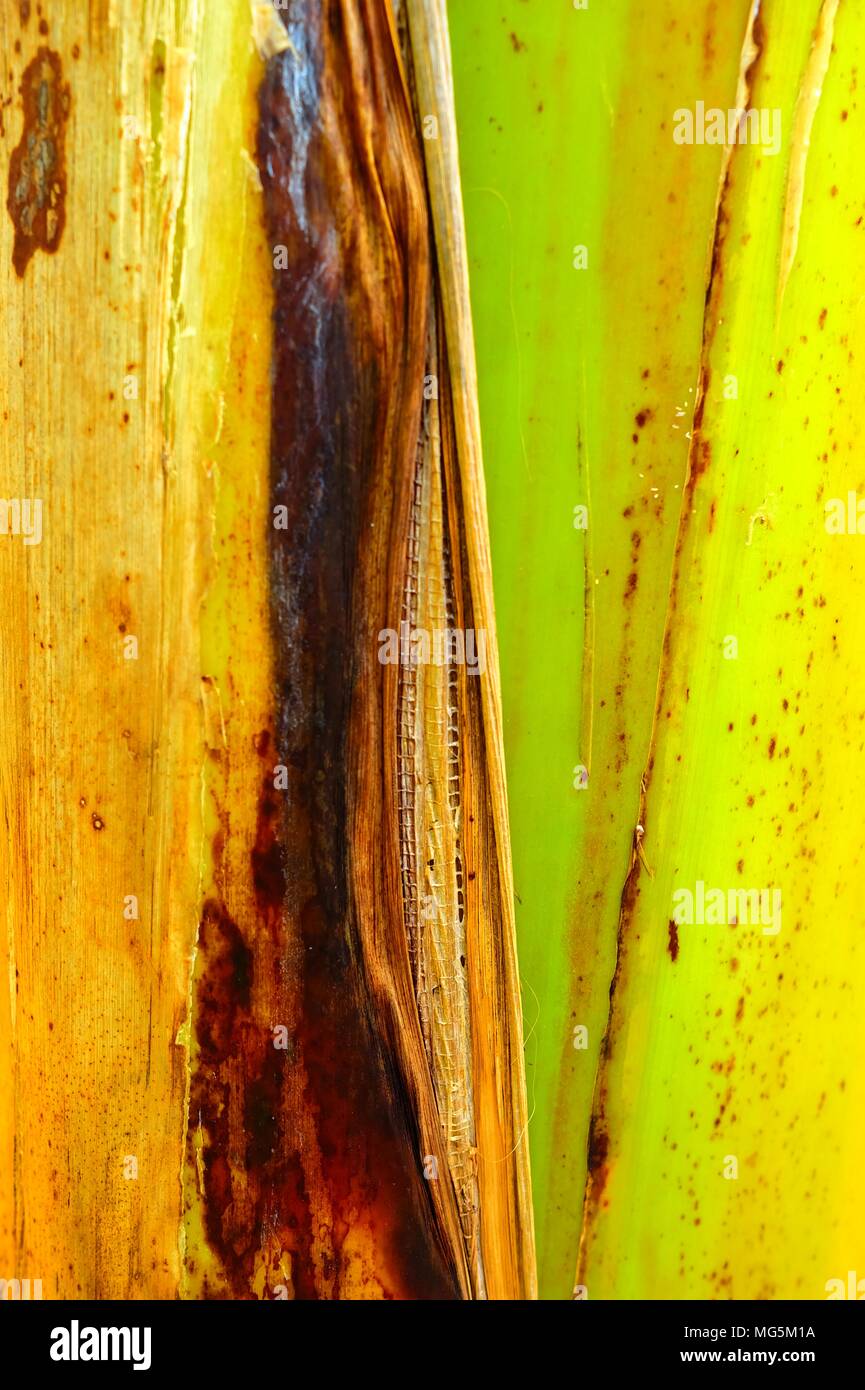 Banana trunk hi-res stock photography and images - Alamy