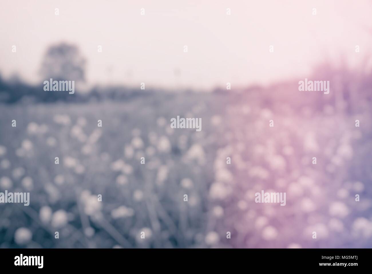 Blurred Grass Field with Tree and Light leak Background. Stock Photo