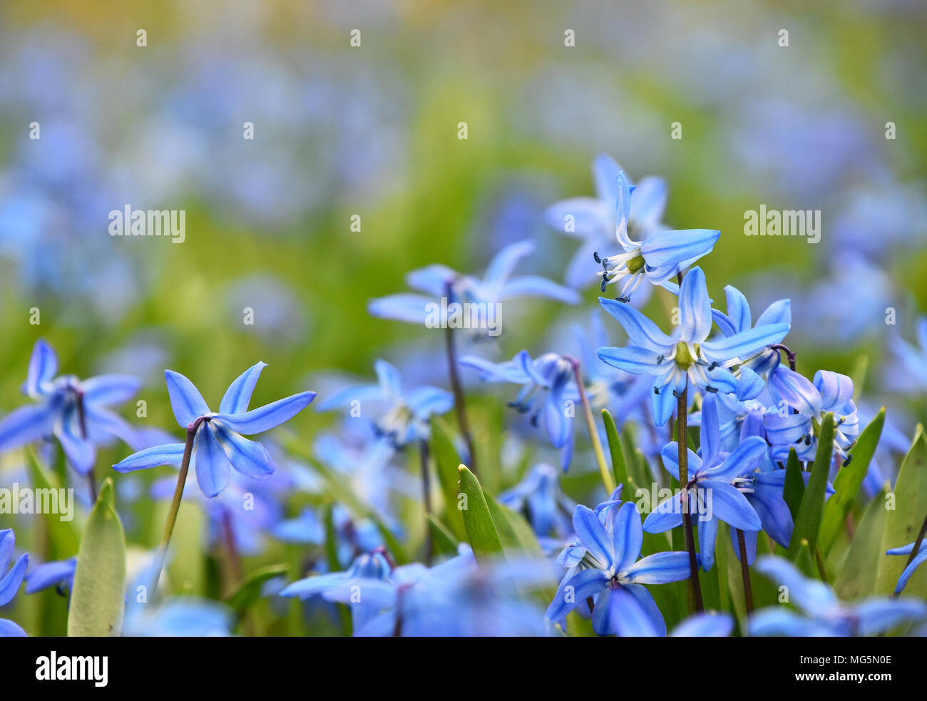 Close up blue purple spring Scilla (Squill, bluebell, snowdrop) flowers in field, low angle view, selective focus Stock Photo