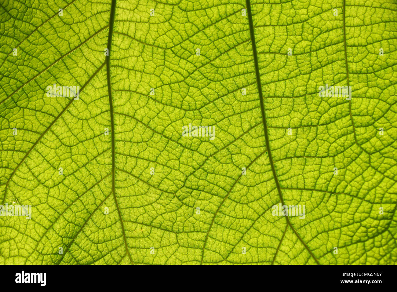 Extreme close up background texture of backlit green leaf veins Stock ...