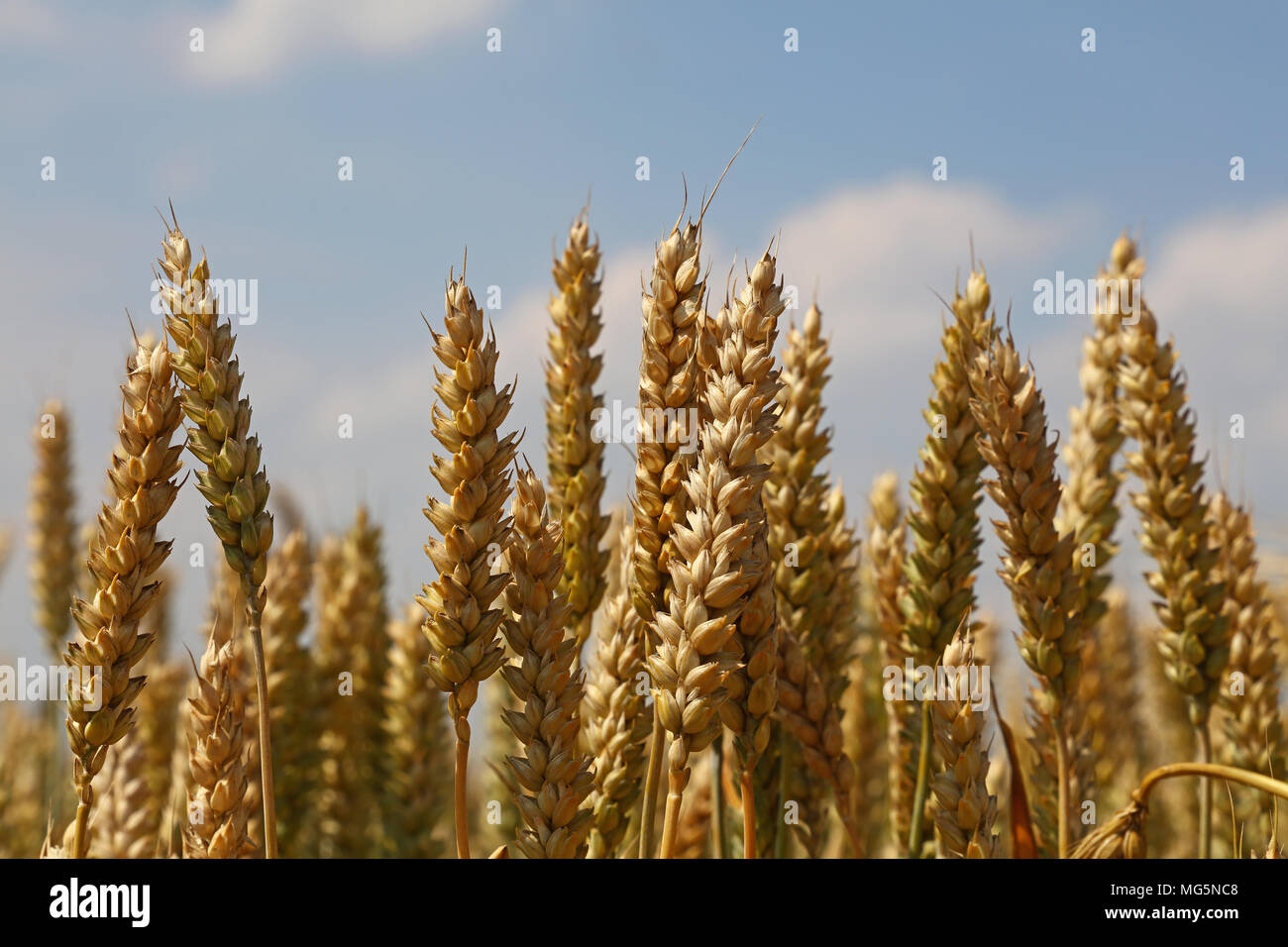 Close up field of green and ripe wheat or rye ears under clear blue sky ...