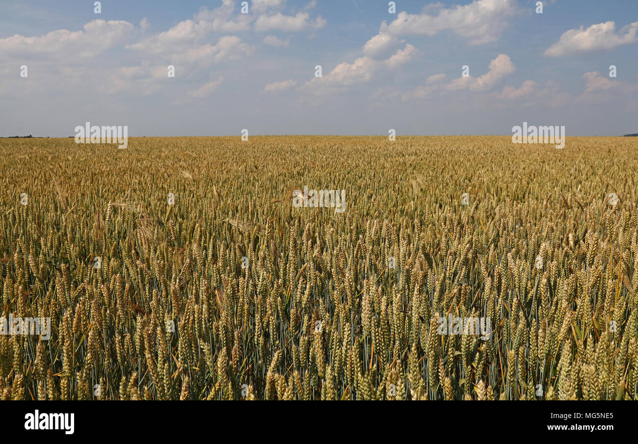 Field of green and ripe wheat or rye ears under clear blue sky, high ...