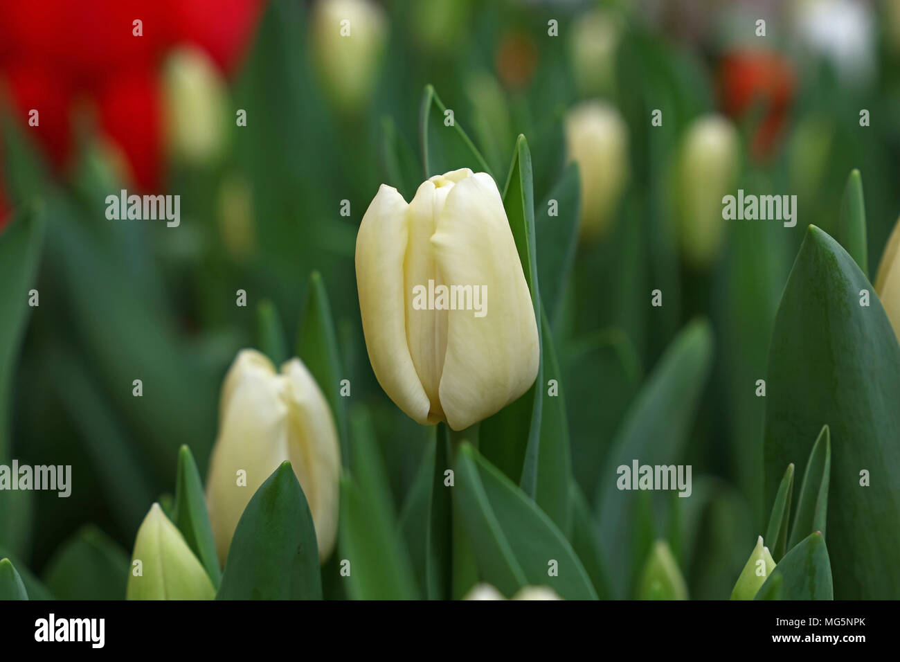 Pale white fresh springtime tulip flowers with green leaves growing in field, close up, low angle view Stock Photo