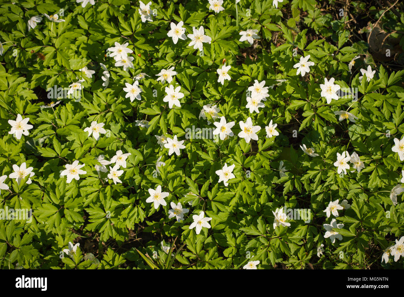 Leigh woods hires stock photography and images Alamy
