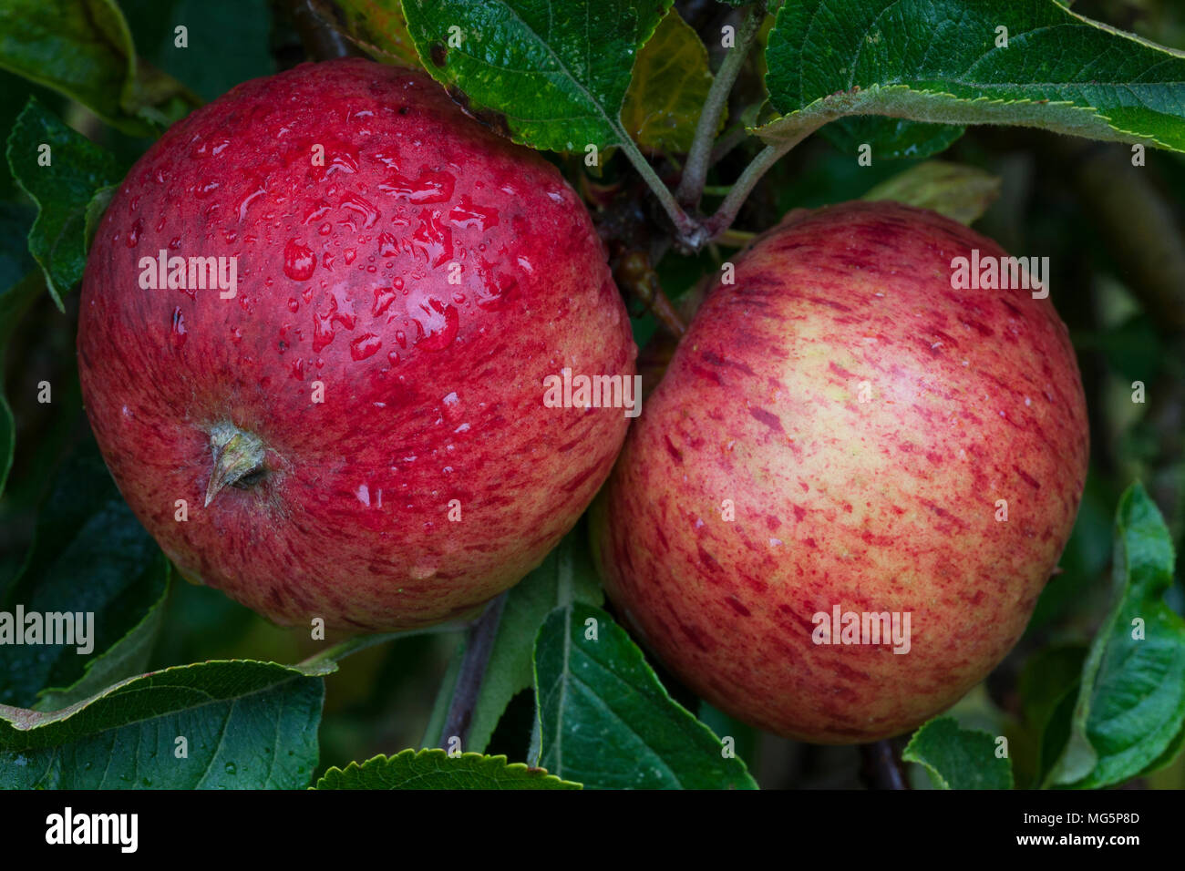 Apple varieties. Apple County Cider Stock Photo Alamy